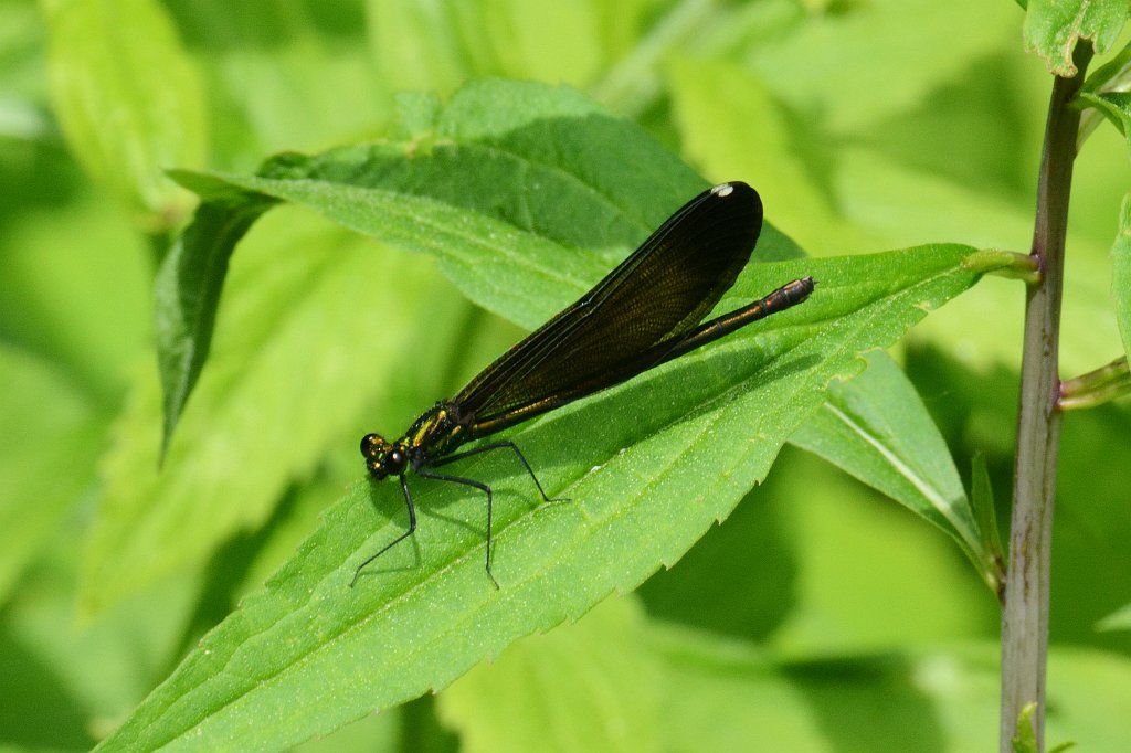 046 2013-06062544 Pierpont Meadow, MA.JPG - Ebony Jewelwing Damselfly (Calopteryx maculata)(f). Pierpont Meadow Wildlife Sanctuary, MA, 6-6-2013